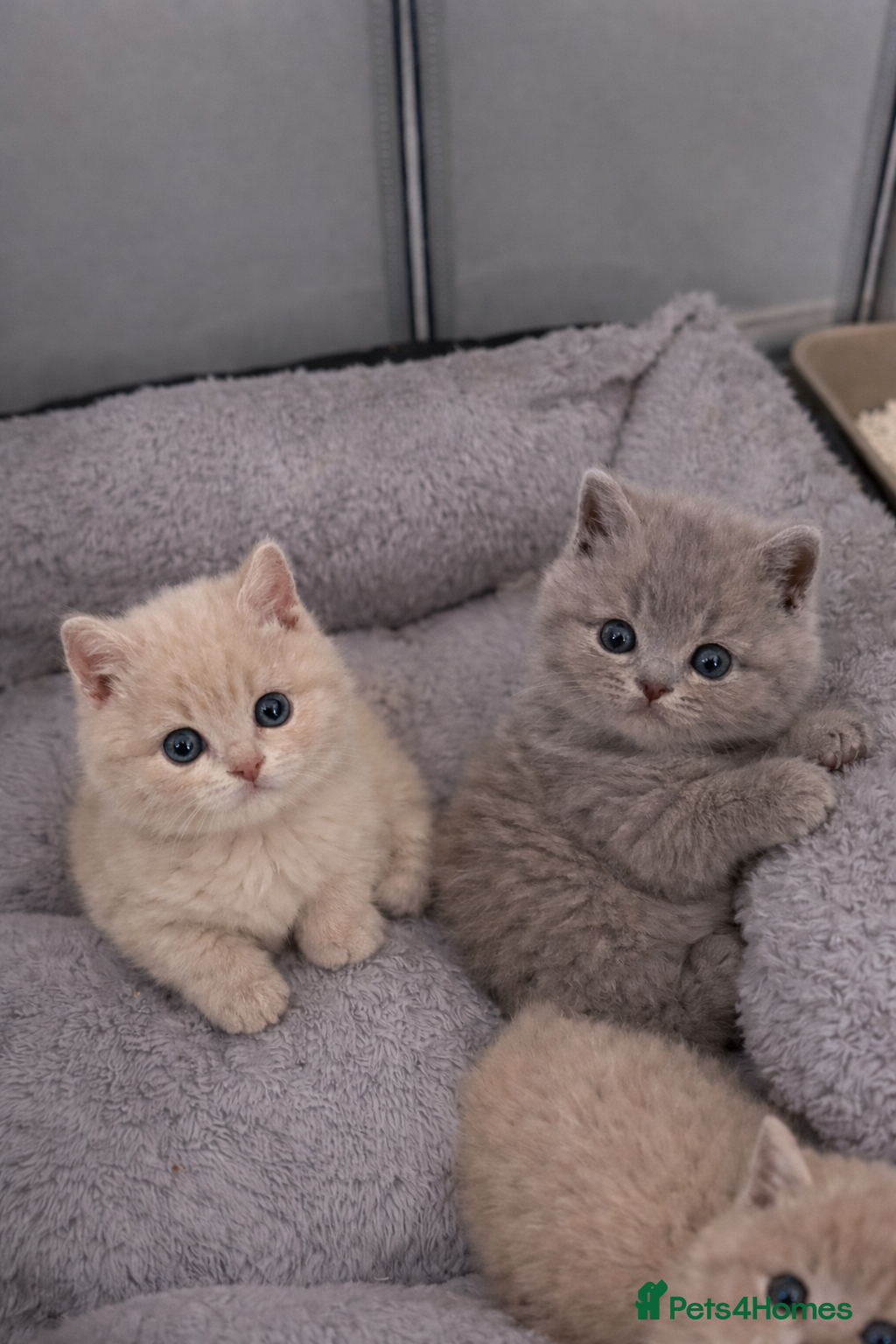 British Shorthair cats British shorthair  - Advert 5