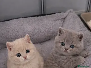 British Shorthair cats British shorthair - Advert 5