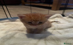 Egyptian Mau cats for sale: Adorable Egyptian Mau/Tabby/Bengal kittens  - Image 4
