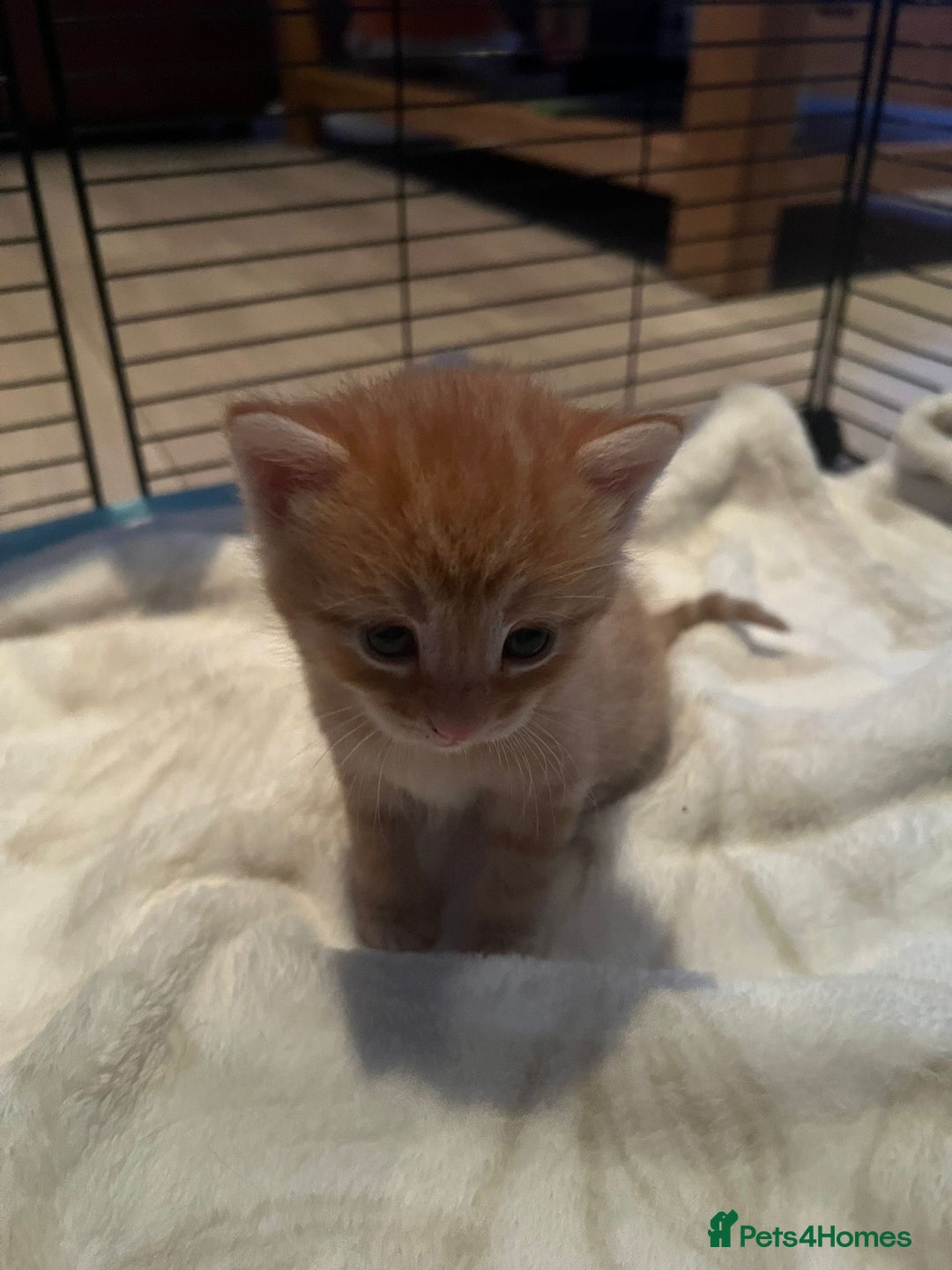 Egyptian Mau cats for sale: Adorable Egyptian Mau/Tabby/Bengal kittens  - Image 4