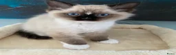Ragdoll cats for sale: TICA registered Ragdoll Kittens Available  - Advert 5