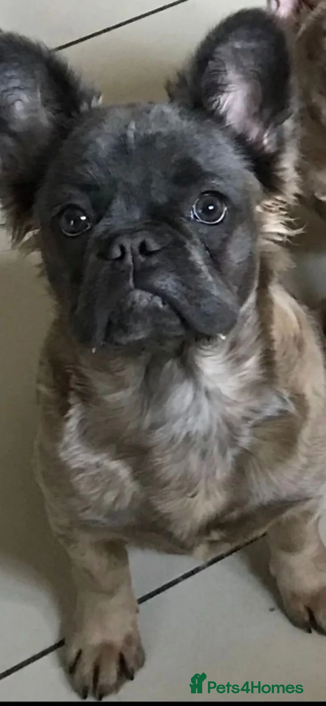 French Bulldog dogs for sale: Full fluffy French bulldog girl  - Advert 1