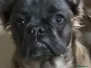 French Bulldog dogs Full fluffy French bulldog girl - Advert 1