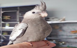 Cockatiels birds for sale: Hand reared silly tame DNA sexed baby cockatiels  - Image 31