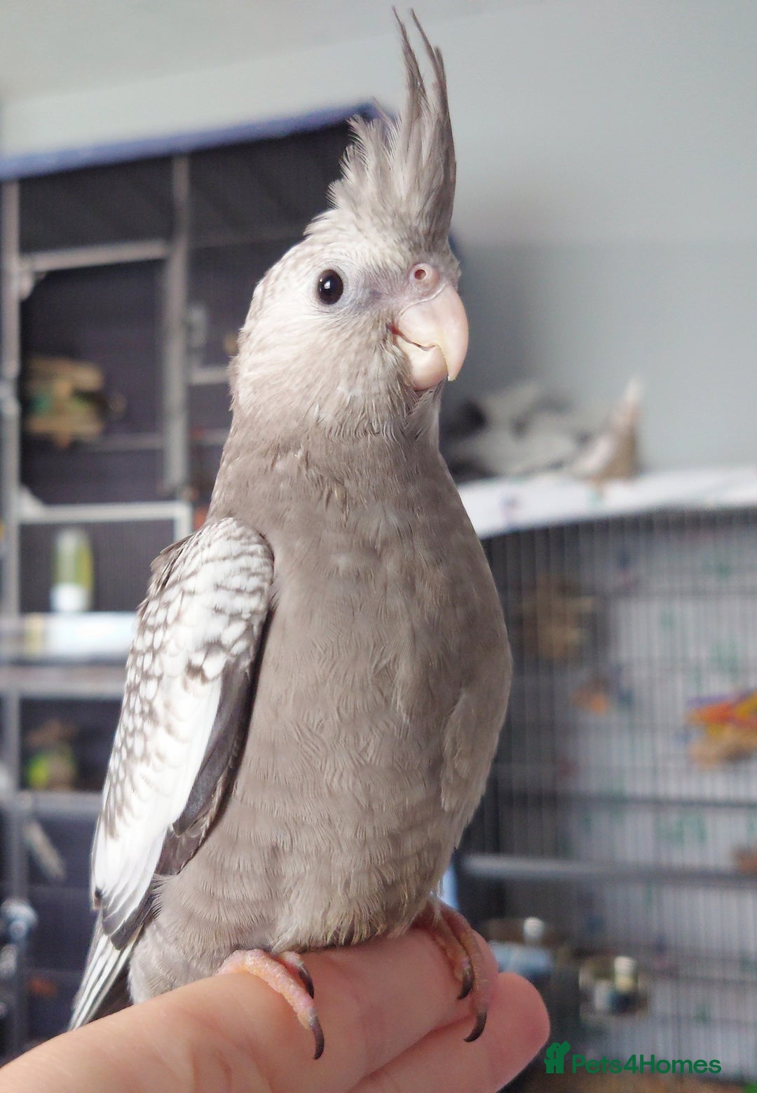 Cockatiels birds for sale: Hand reared silly tame DNA sexed baby cockatiels  - Image 31