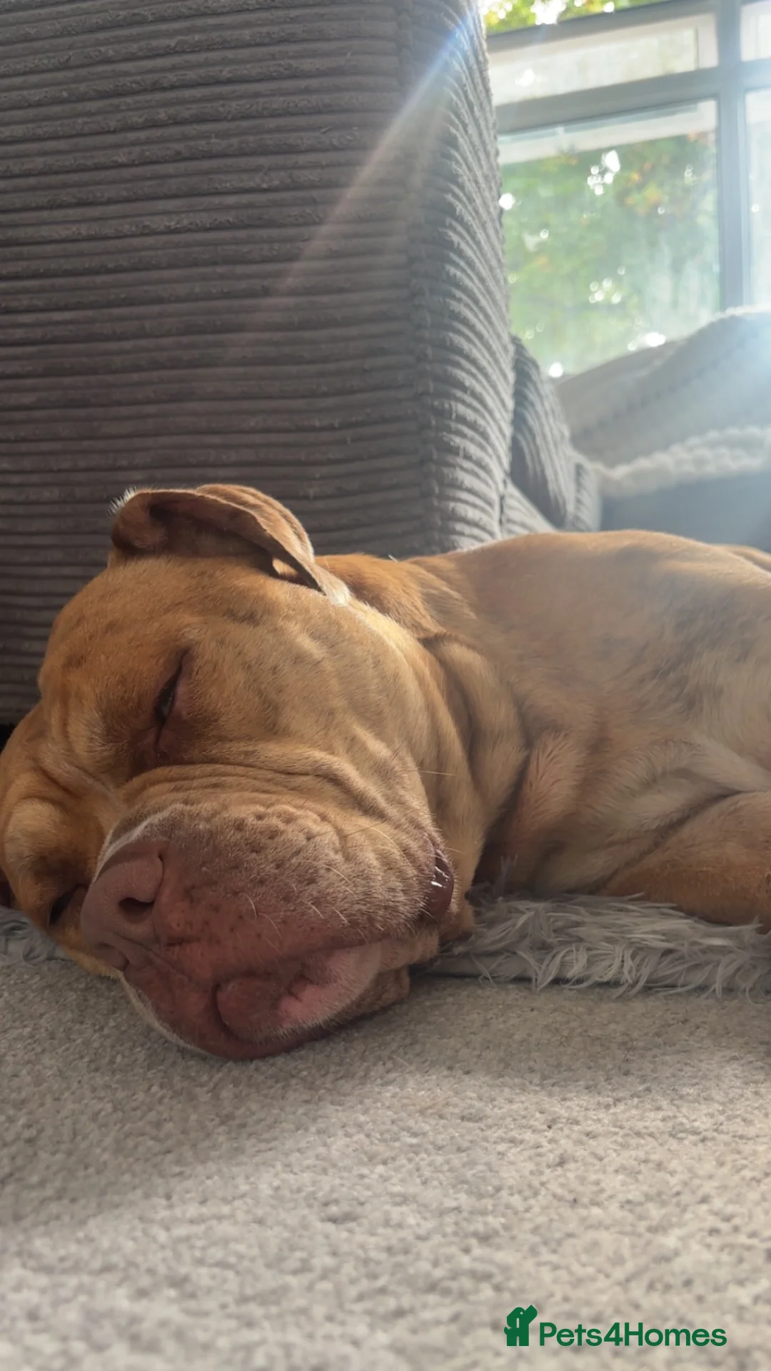 Mixed Breed dogs for sale: Boxer cross olde tyme bulldog - Advert 2