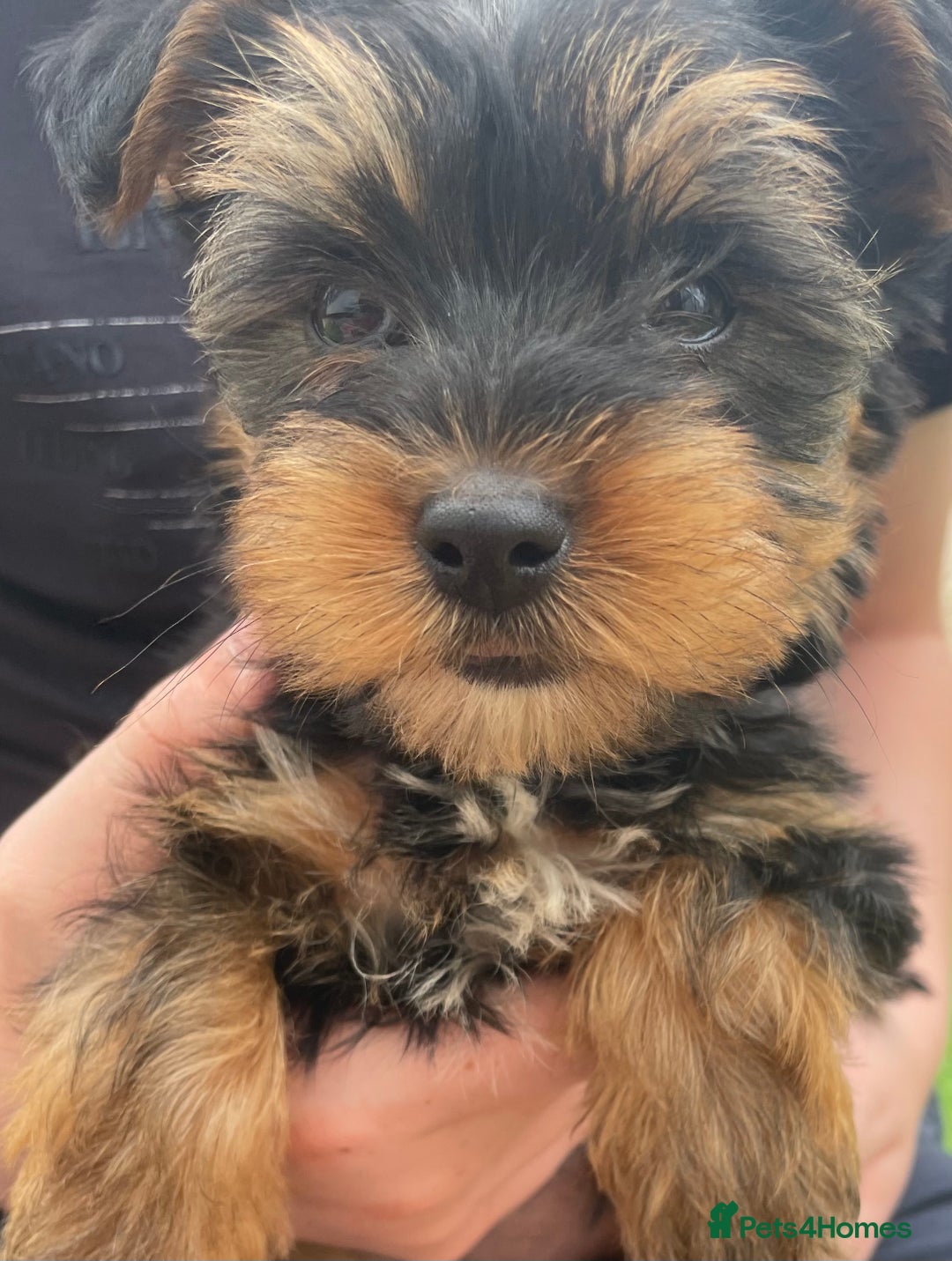 Yorkshire Terrier dogs for sale: 💖one beautiful tiny girl left 💖 - Image 2