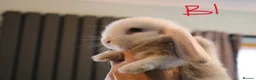 Mini Lop rabbits for sale: Mini Lop babies - Advert 4