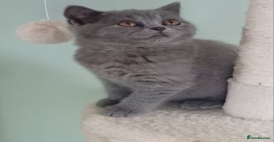 British Shorthair cats - Advert 12