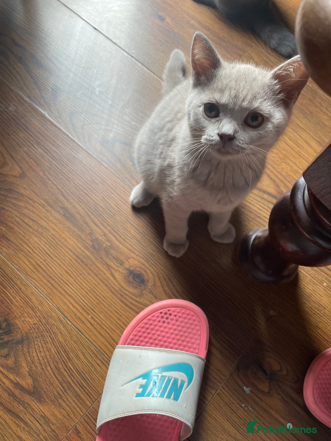 British Shorthair cats for sale: Beautiful British blue Kittens in Sheffield - Image 19