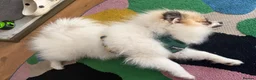 Pomeranian dogs for sale: Adorable Female Pomeranian puppy 7 months old - Advert 2