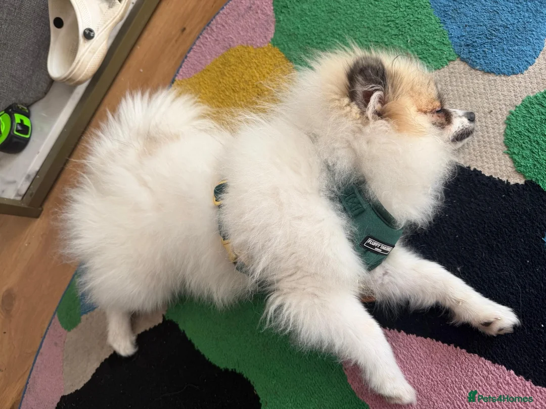 Pomeranian dogs for sale: Adorable Female Pomeranian puppy 7 months old - Advert 2