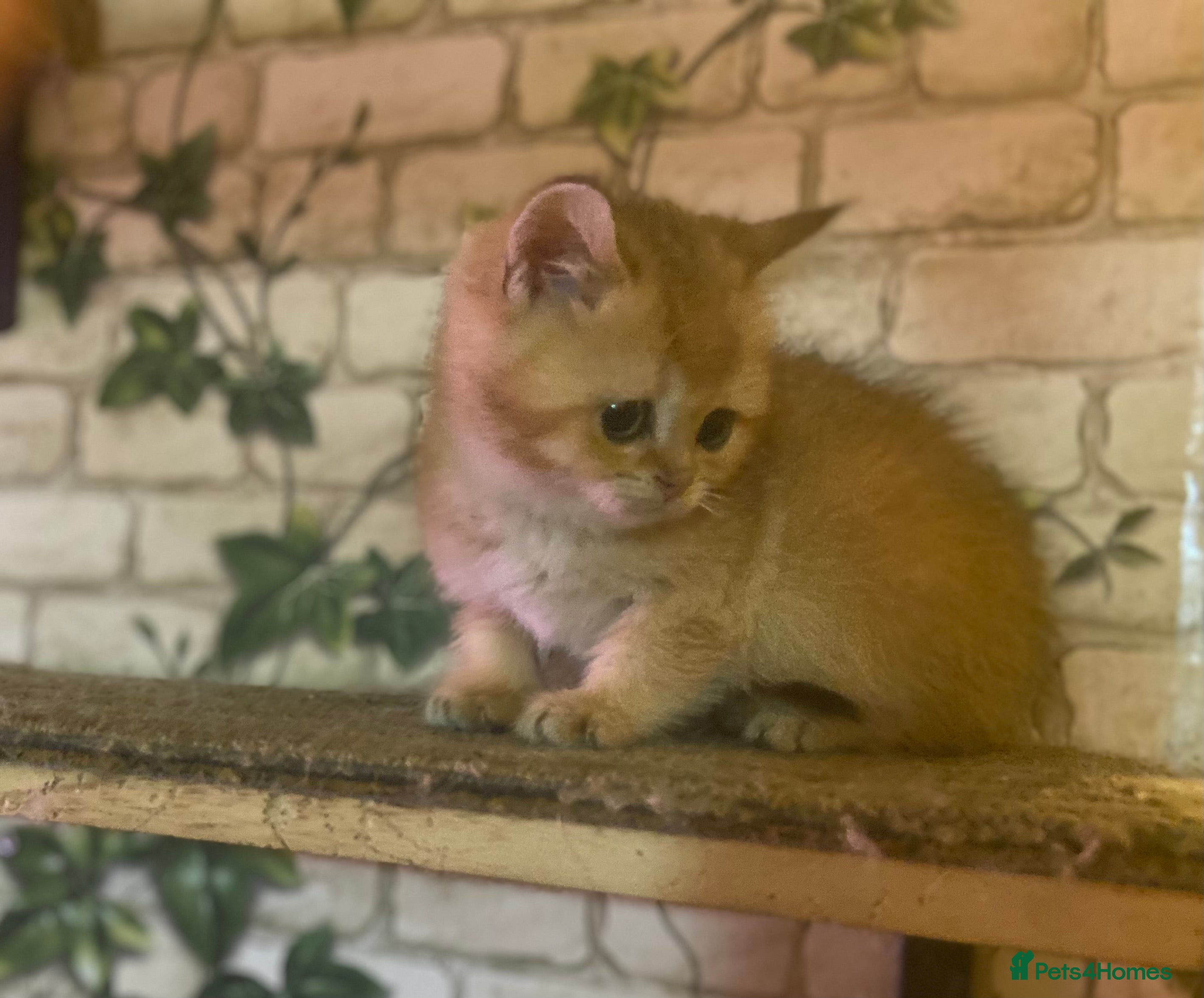 Brazilian Shorthair cats Full Pedigree golden tipped british short hair - Advert 1