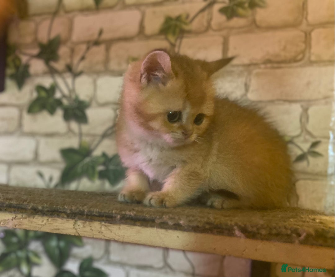 Brazilian Shorthair cats for sale: Full Pedigree golden tipped british short hair - Advert 1