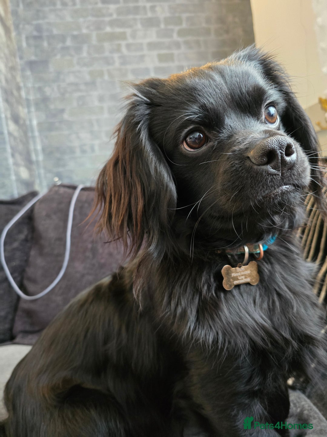 Shihpoo dogs for sale: 5 beautiful Shihpoo puppies - Advert 4