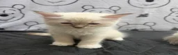 Ragdoll cats for sale: Beautiful Ragdoll Kittens Looking for Forever Home - Advert 12