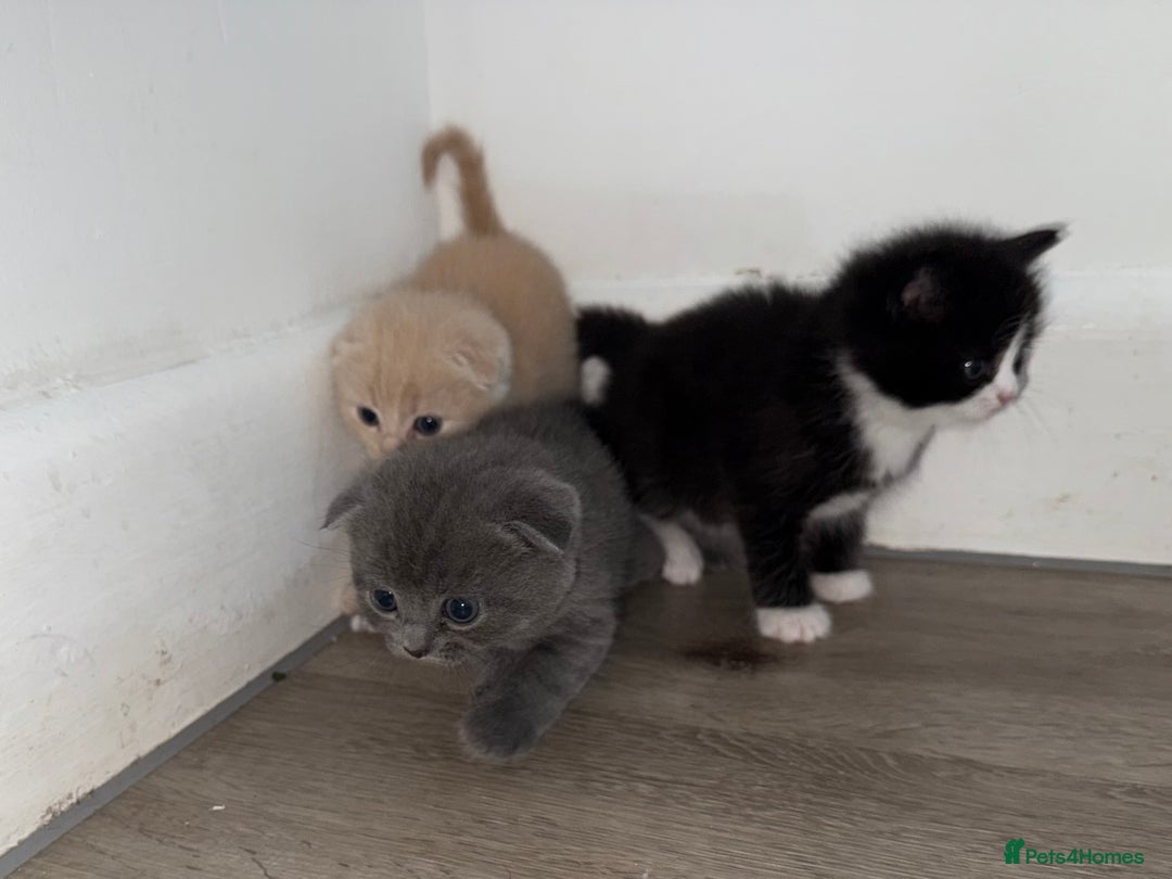 Scottish Fold cats for sale: Kittens. Scottish fold - Image 2
