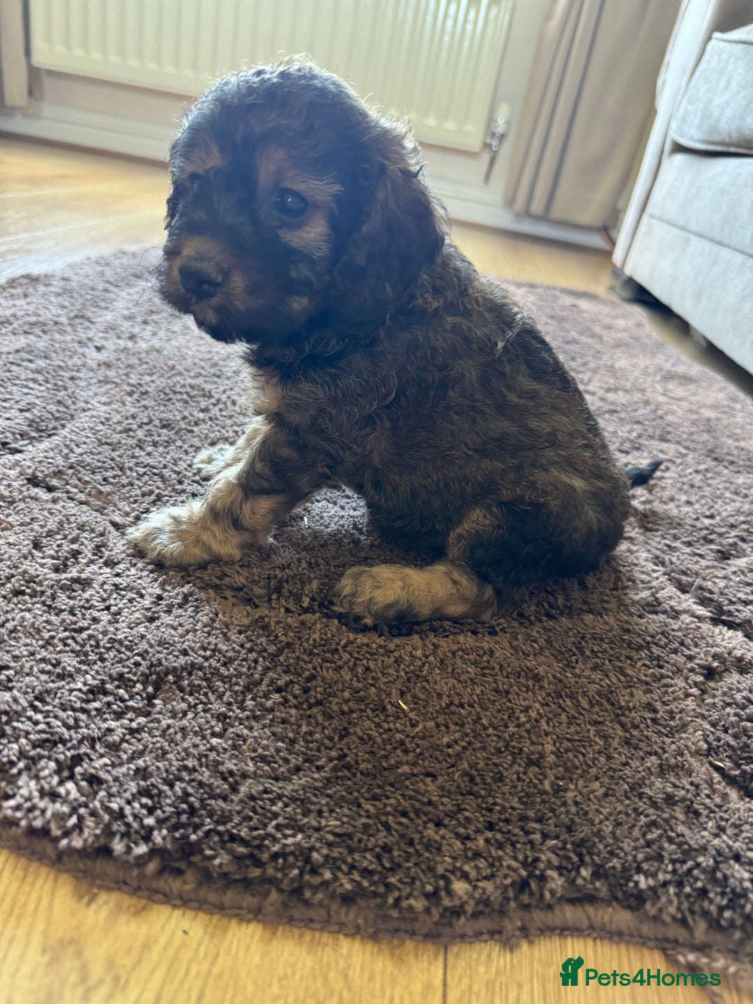Cockapoo dogs for sale: F1 toy Cockapoo  - Image 1