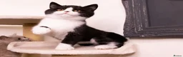 British Shorthair cats for sale: STUNNING BSH KITTENS - Advert 8