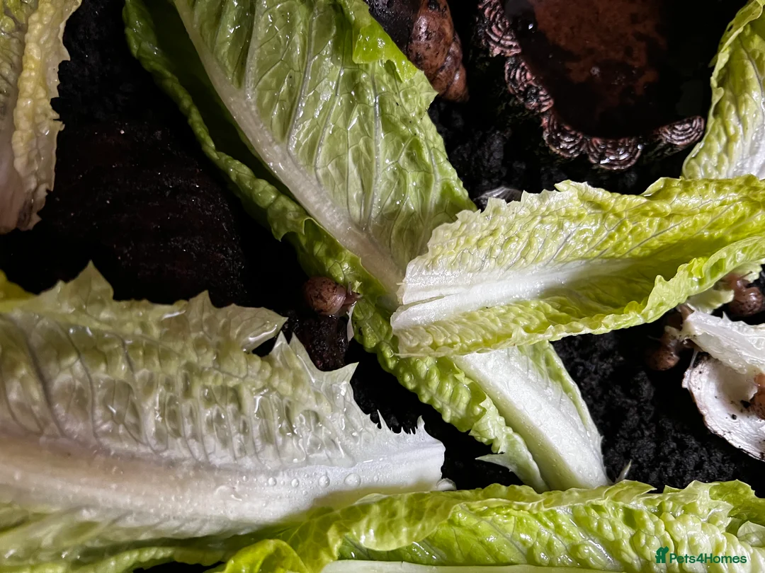 Snails invertebrates for sale: Juvenile Giant African Land Snails - Advert 4