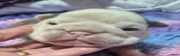 English Bulldog dogs for sale: Sad beginning to a beautiful ending - Advert 22