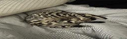 Bengal cats for sale: Silver bengal Nala - Advert 5