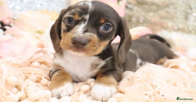 Miniature Dachshund dogs - Advert 5