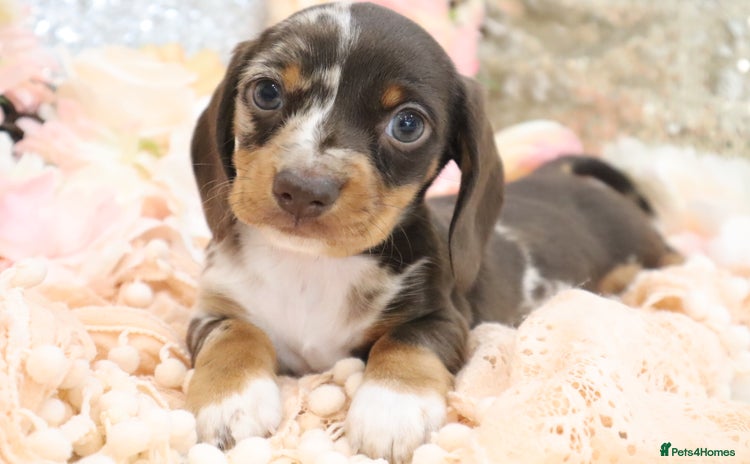 Miniature Dachshund dogs - Advert 1