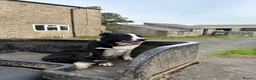 Border Collie dogs for sale: Border collie puppies - Advert 7