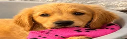 Golden Retriever dogs for sale: KC Healthy Golden Retriever Puppies - Advert 30