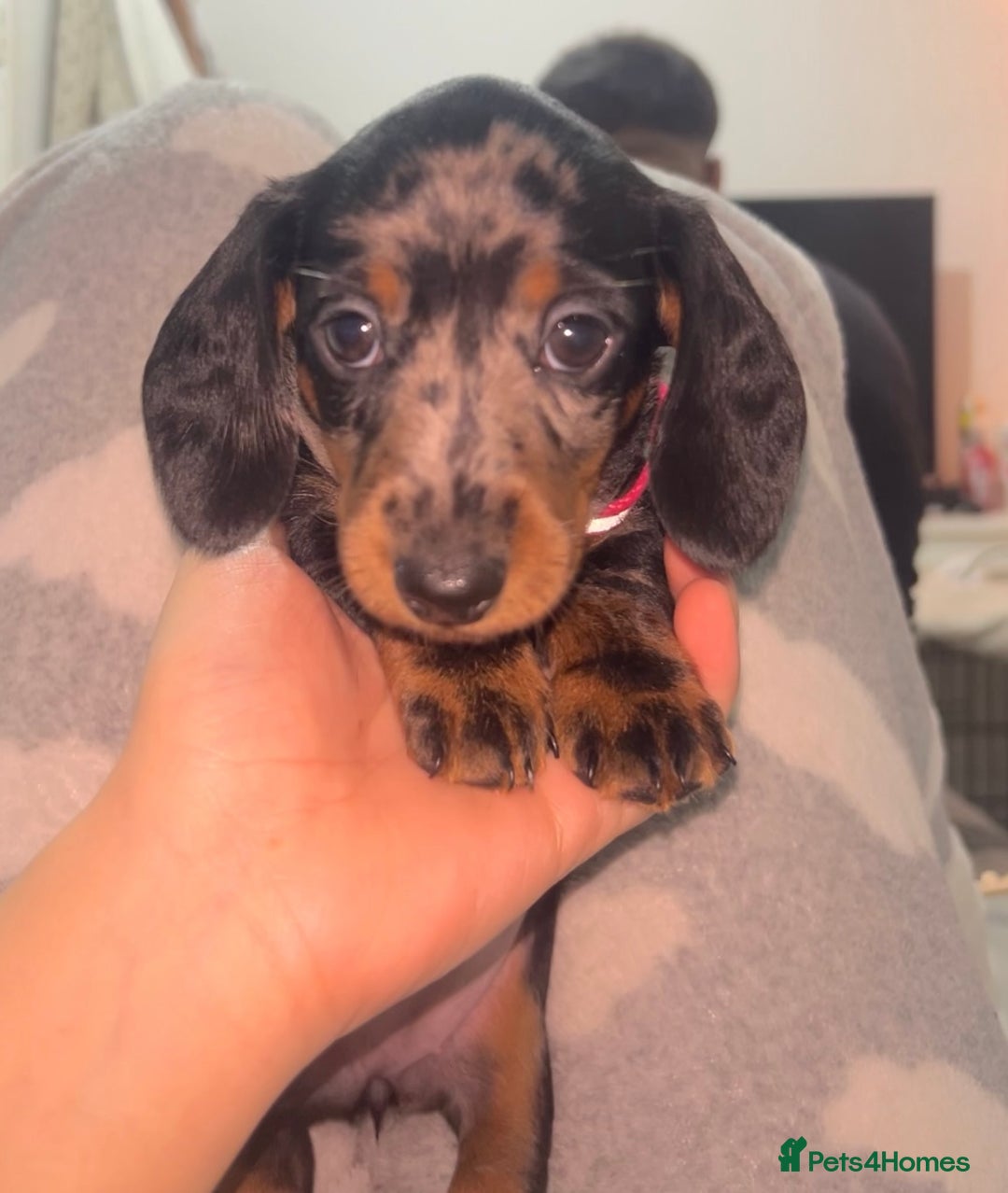Dachshund dogs for sale: 🐾 Purebred Dachshund Puppies for Sale! 🐾 - Advert 2