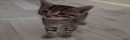 Mixed Breed cats for sale: Kittens 2x Boys and 2x Girls in Thame - Advert 7