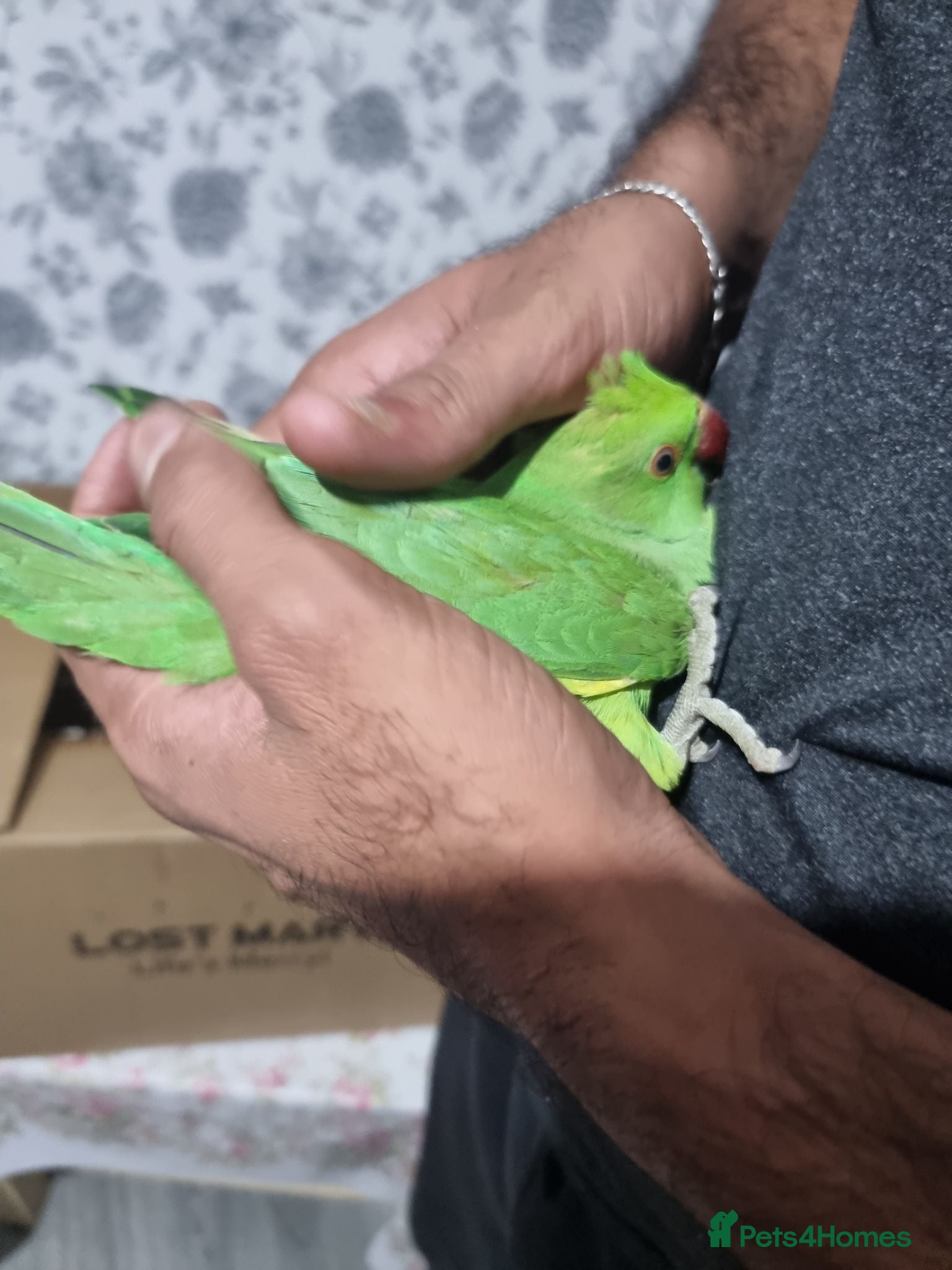 Parrots birds Beautiful baby ringneck talking parrot  - Advert 10