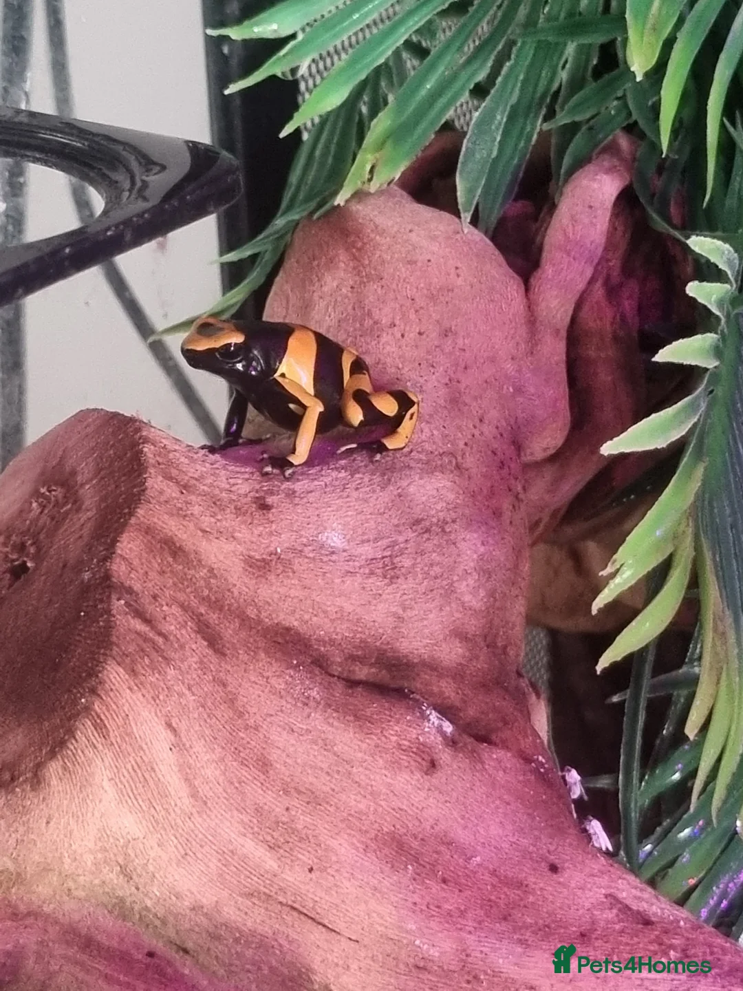 Frog reptiles for sale: £50 each. 3 Yellow banded/bumblebee dart frogs in Biggleswade - Advert 1