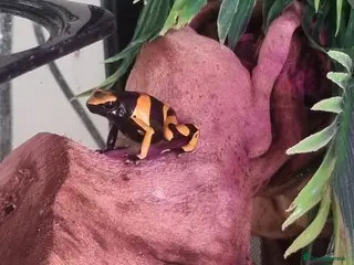 Frog reptiles £50 each. 3 Yellow banded/bumblebee dart frogs - Advert 13