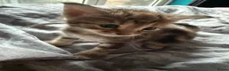 Norwegian Forest Cat cats for sale: 3 stunning half Norwegian kittens left - Advert 22