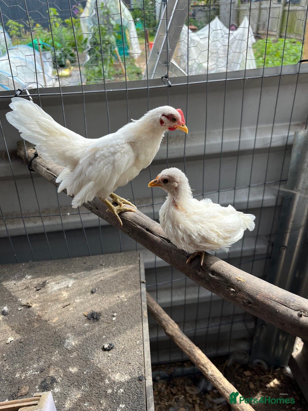 Chickens poultry for sale: Serama pair cock and hen - Image 1