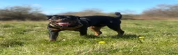 Rottweiler dogs for sale: Rottweiler age 11 months male - Advert 2
