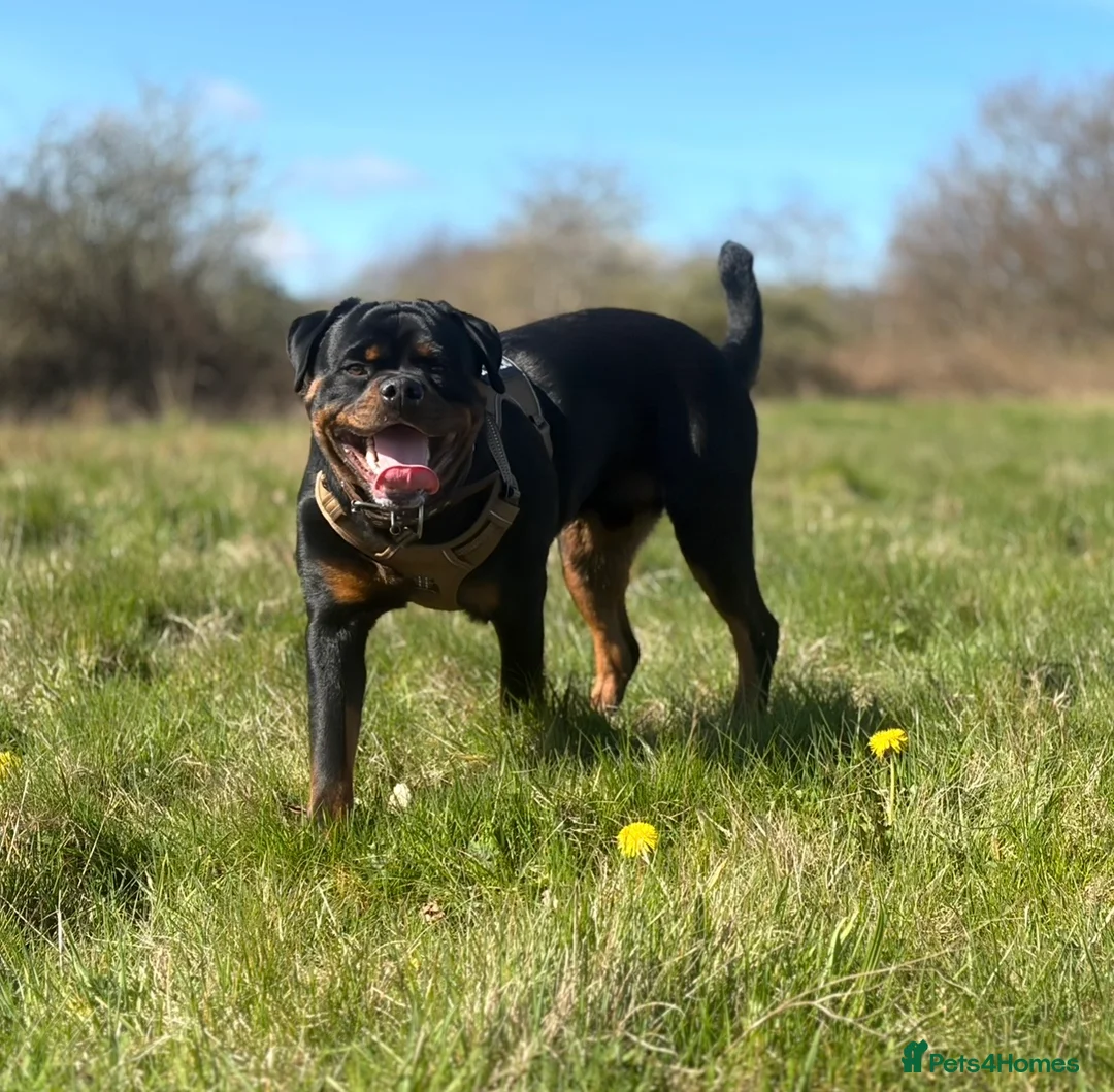 Rottweiler dogs for sale: Rottweiler age 11 months male - Advert 2