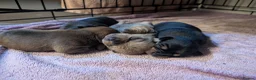 Mixed Breed dogs for sale: Shih Chi X chihuahua Frenchie - Advert 15