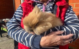 Lionhead rabbits for sale: Lionhead bunnies  - Image 4