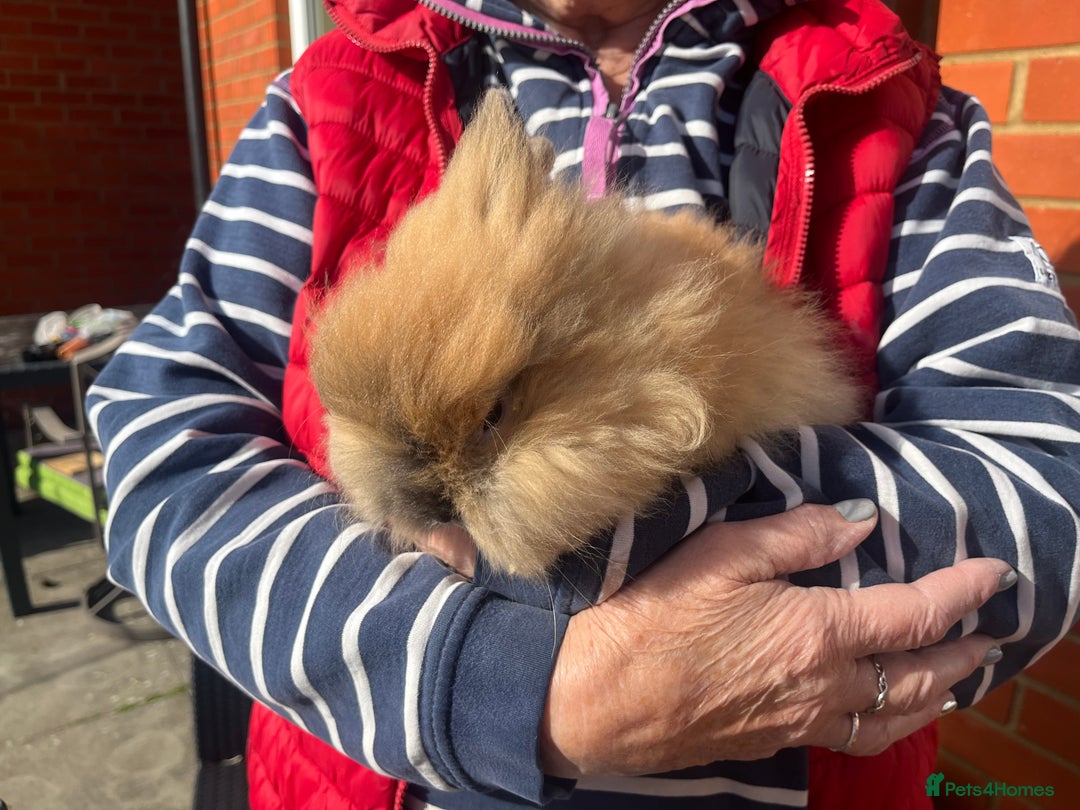 Lionhead rabbits for sale: Lionhead bunnies  - Image 4