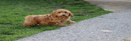 Cavapoochon dogs for sale: Beautiful Cavapoochon puppies for sale - Advert 40
