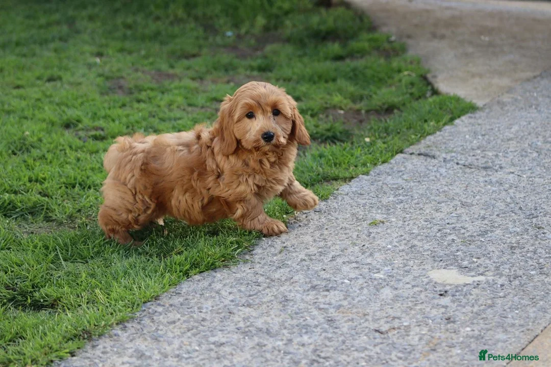 Cavapoochon dogs for sale: Beautiful Cavapoochon puppies for sale - Advert 40
