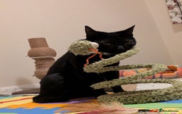 Domestic Shorthair cats for adoption: Brothers Biscuit and Bourbon need a home - Image 4