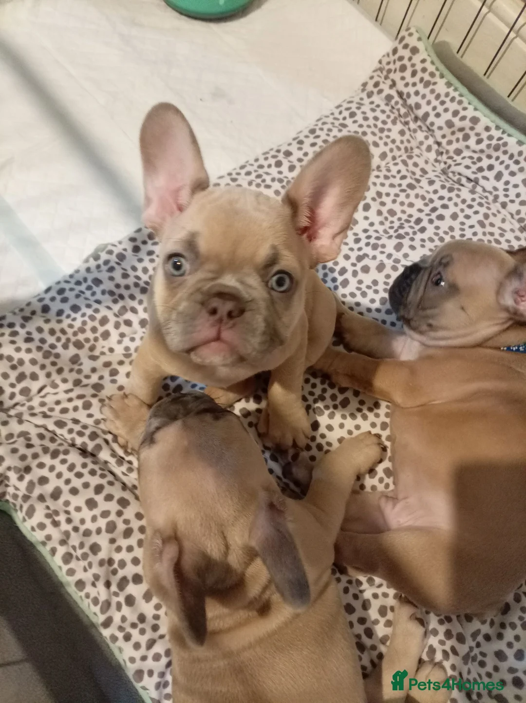 French Bulldog dogs for sale: READY TO HOME KC FRENCH BULLDOG PUPPIES - Advert 2