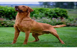 Labrador Retriever dogs for sale: Beautiful Red Fox Labrador Pups – 4 Boys & 4 Girls - Image 8