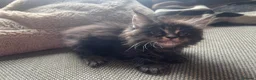 Maine Coon cats for sale: Mainecoon Kittens, ready 08/28! - Advert 28