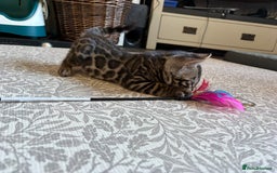 Bengal cats for sale: Pedigree TICA Bengal Brown Rosetted Male Kitten - Image 16