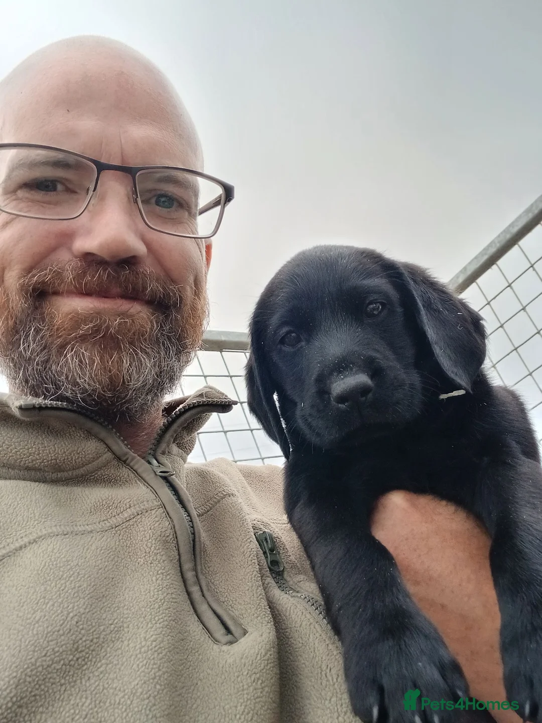Labrador Retriever dogs for sale: pedigree Labrador puppys - Advert 18